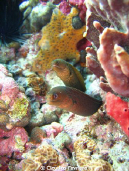 Golden Spotted Moray\ double trouble by Claudius Fevriere 